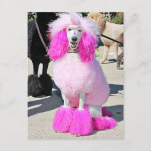 Carte Postale Journée du Caniche 2016 - Barnes - Caniche Standar