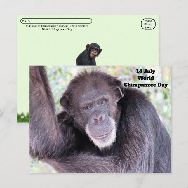 Carte Postale Journée mondiale du chimpanzé - 14 juillet (Devant / Derrière)