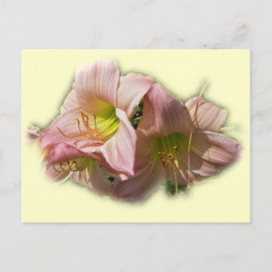 Carte Postale Journées roses fantaisie