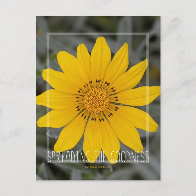 Carte Postale Joyeuse Fleur Jaune - Je vous souhaite de la joie (Devant)