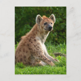 Carte Postale Joyeuse Hyena Au milieu de la verdure