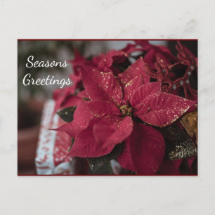 Carte Postale Joyeuses Fêtes de Noël Poinsettia