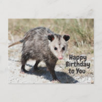 Joyeux Anniversaire à Toi Cute Opossum qui Marche 