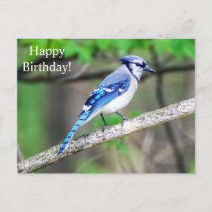 Carte postale Joyeux anniversaire Blue Jay