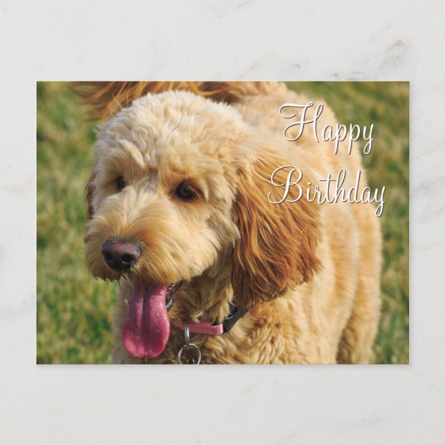 Carte Postale Joyeux Anniversaire Chien Goldendoodle (Devant)