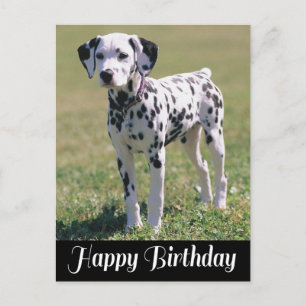 Carte Postale Joyeux anniversaire Dalmatien Amoureux des chiens 