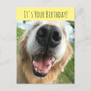 Carte Postale Joyeux Anniversaire de Chien Retriever D'or Célébr
