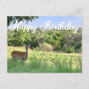 Carte Postale Joyeux Anniversaire Deer Photographie Belle Nature