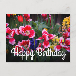 Carte postale Joyeux Anniversaire des Tulipes roug
