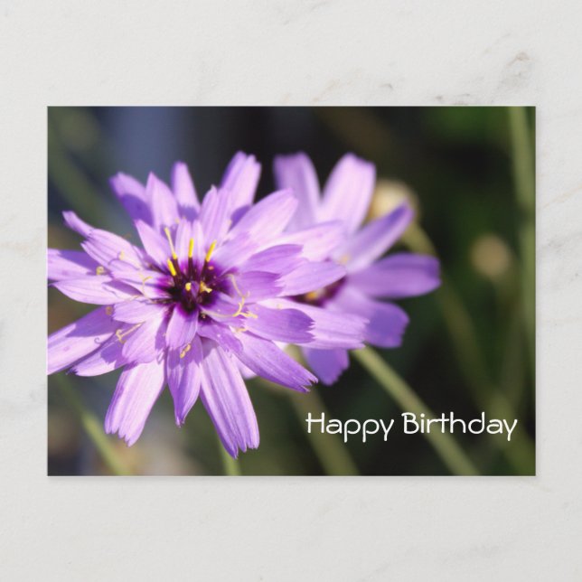 Carte Postale Joyeux anniversaire, élégante fleur marguerite vio (Devant)