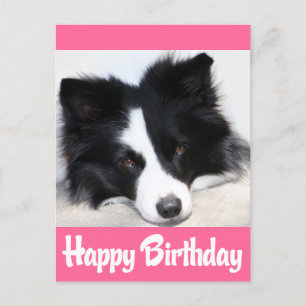 Carte Postale Joyeux Anniversaire Frontière Collie Chien Chien C