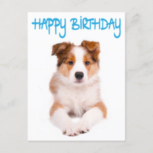 Carte Postale Joyeux Anniversaire Frontière Collie Chien Chien P