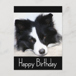 Carte Postale Joyeux Anniversaire Frontière Collie Chien Chien P