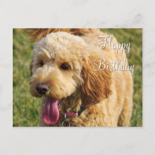 Carte Postale Joyeux Anniversaire Goldendoodle Chien