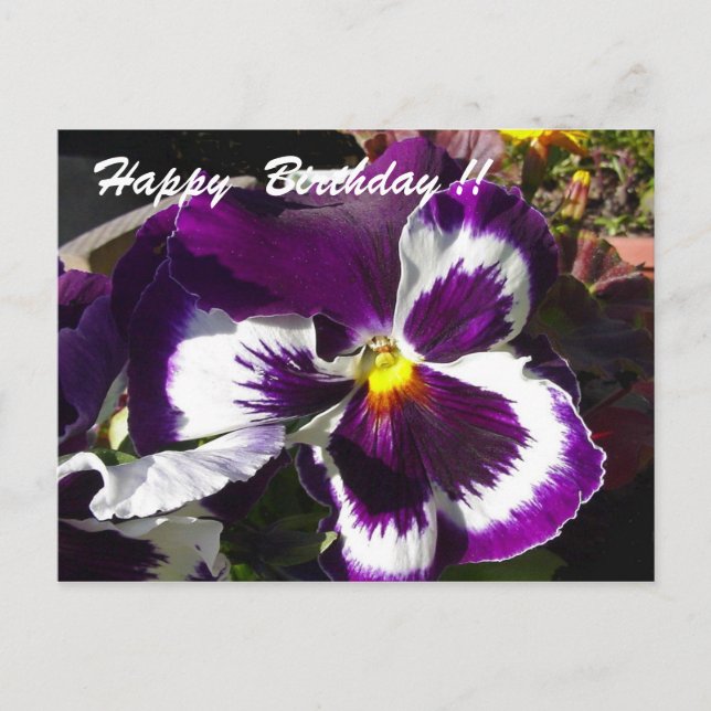 Carte Postale Joyeux Anniversaire Pansy (Devant)
