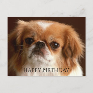 Carte Postale Joyeux Anniversaire Pekingese Rouge Chien Chien Ch