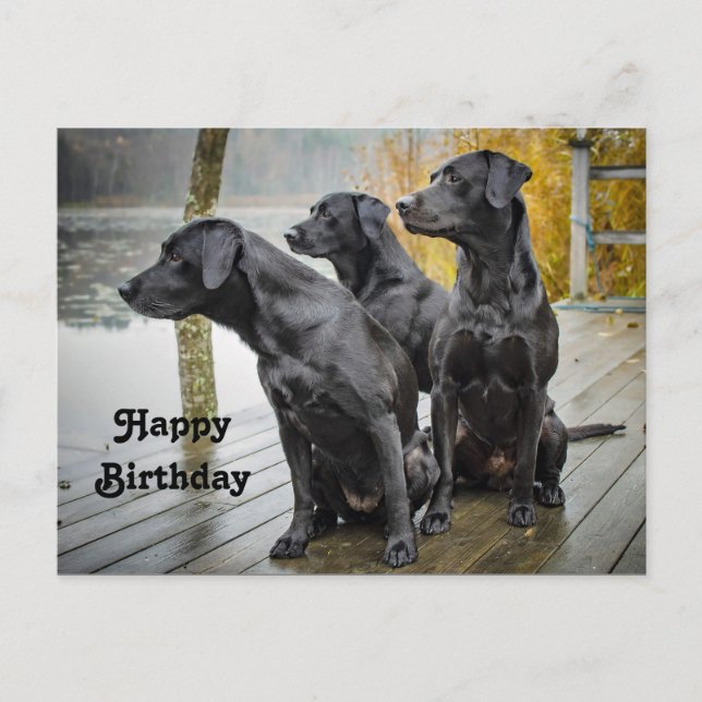 Carte Postale Joyeux anniversaire photo de labrador noir mignon  (Devant)