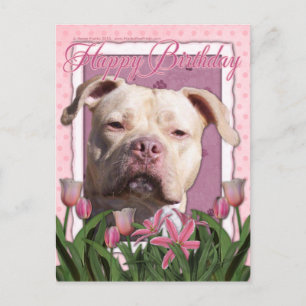 Carte Postale Joyeux anniversaire - Pitbull - Jersey Girl