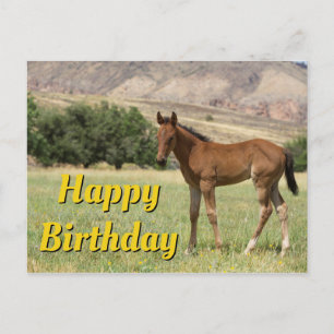 Carte Postale Joyeux Anniversaire Poulain
