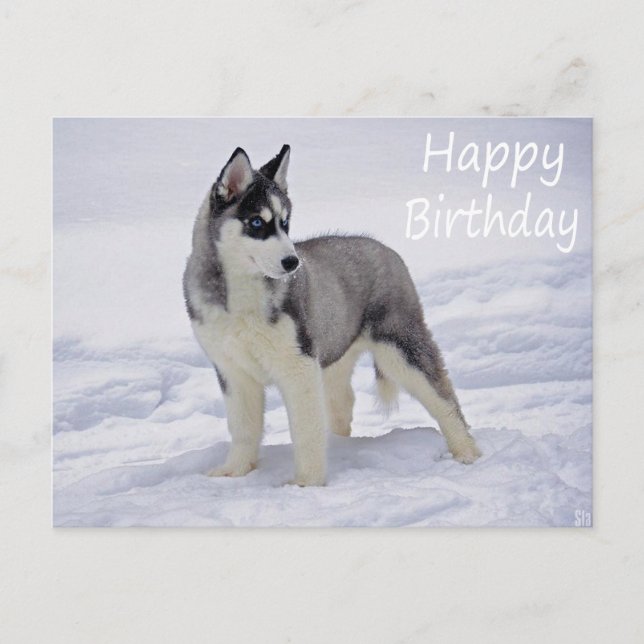 Carte Postale Joyeux Anniversaire Sibérie Husky Chien Chien Pot  (Devant)