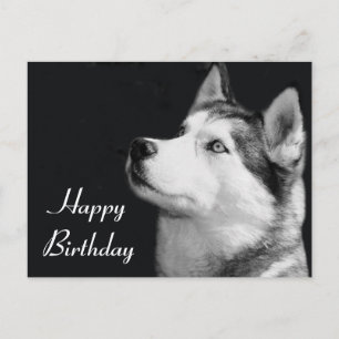 Carte Postale Joyeux Anniversaire Sibérie Husky Chien Chien Pot 