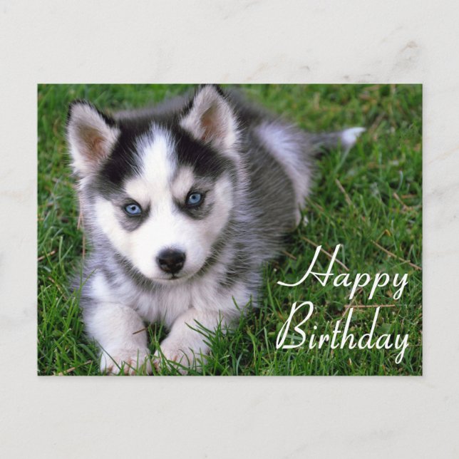 Carte Postale Joyeux Anniversaire Sibérie Husky Chien Chien Pot  (Devant)