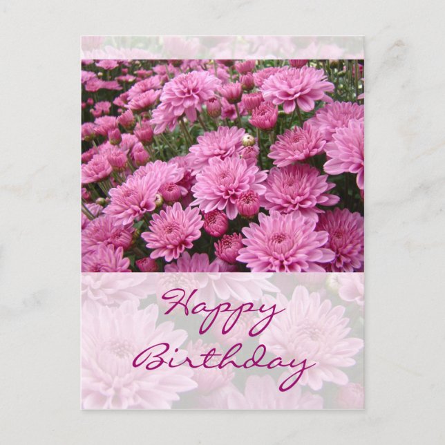 Carte Postale Joyeux anniversaire - Une mer de chrysanthèmes ros (Devant)