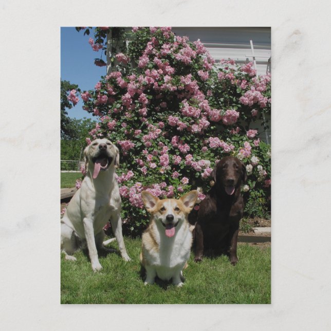 Carte Postale Joyeux garçons (Devant)