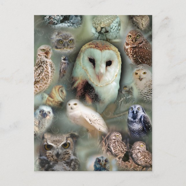 Carte Postale Joyeux hibou (Devant)