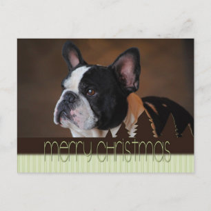 Carte postale Joyeux Noël Boston Terrier Dog