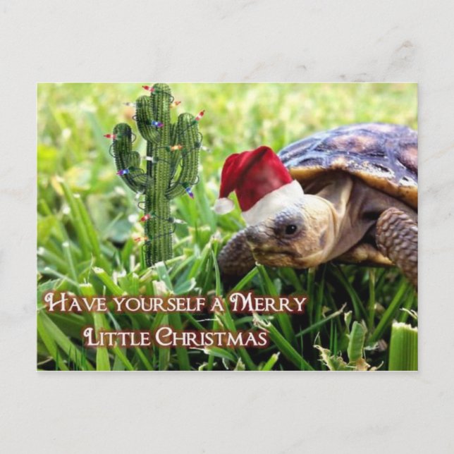 Carte Postale Joyeux petit Noël - Tortue du désert (Devant)