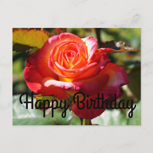 Carte Postale Joyeux Rêve d'anniversaire Venez Véritable Rose #2 (Devant)