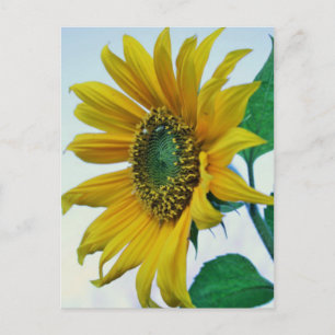 Carte Postale Joyeux tournesol