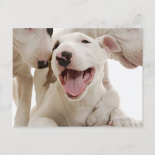 Carte Postale Joyful Bull terriers