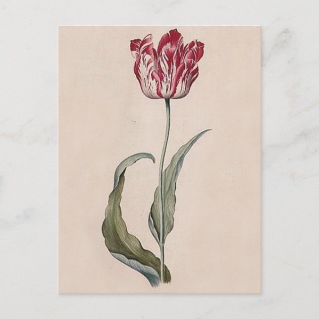 Carte postale Judith Leyster Tulip (Devant)