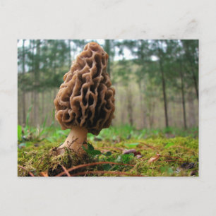 Carte Postale Juicy Morels