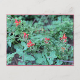 Carte postale juillet