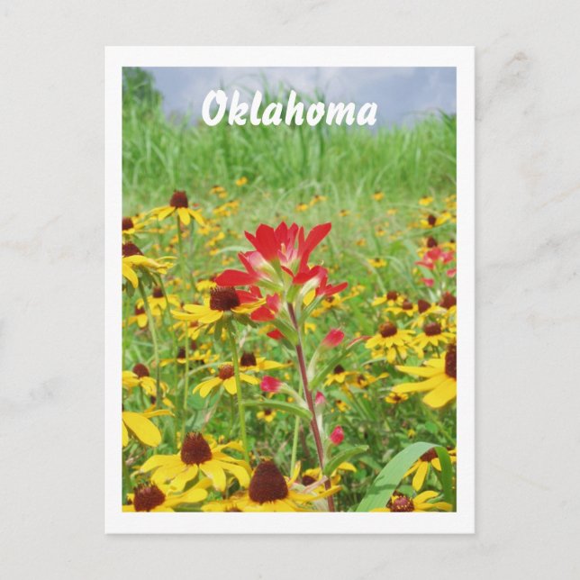 Carte Postale juillet2007 pintade indienne, Oklahoma (Devant)