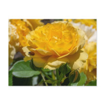 Julia Child Rose