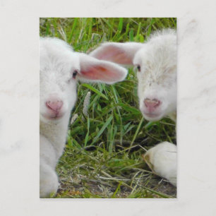 Carte Postale Jumeau agneau bébé animal pense à vous
