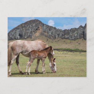 Carte Postale Jument et poulain au cratère volcanique de Rano Ra
