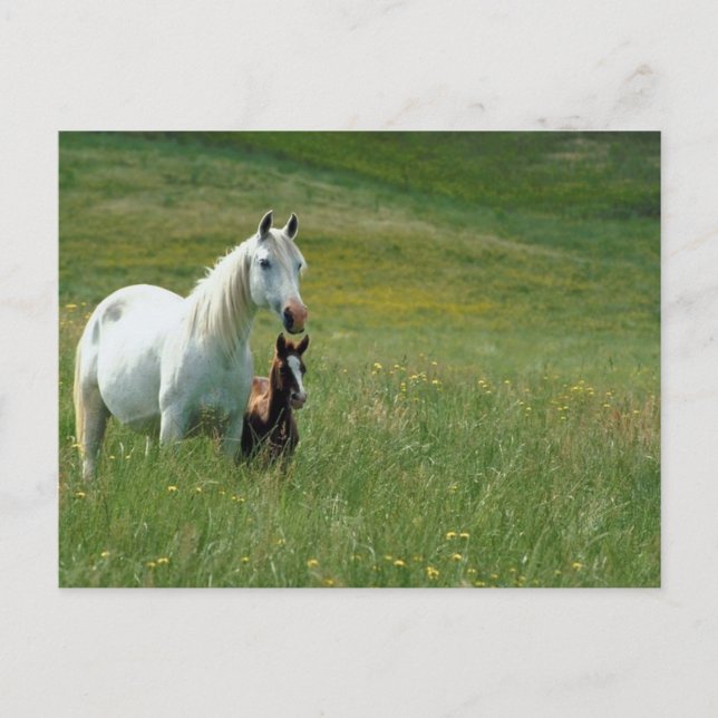 Carte Postale Jument et Poulain dans les Hautes Herbes (Devant)