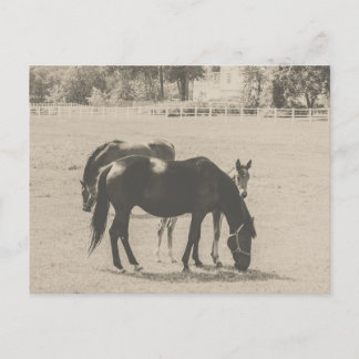 Carte Postale Jument et poulain dans une ferme