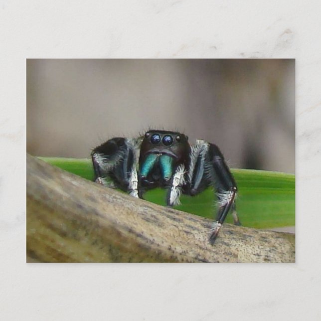 Carte Postale Jumping Jack ! (Devant)