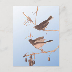 Carte Postale Junco Audubon, à l'oeil foncé, Oiseaux de neige su