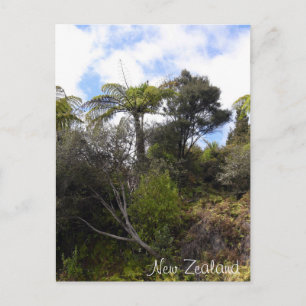 Carte Postale jungle néo-zélandais, arbres fougères, forêt indig