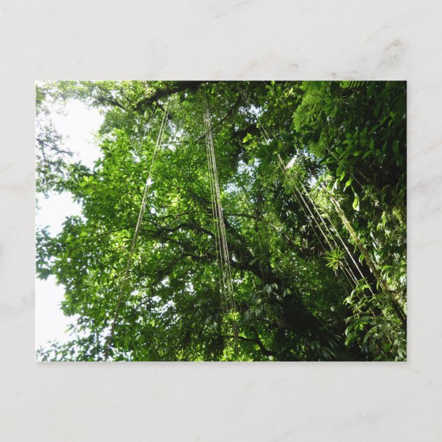 Carte Postale Jungle Ropes Rainforest Photographie (Devant)
