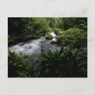 Carte Postale Jungle Stream River Paysage Amazonie