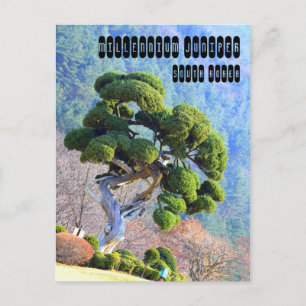 Carte Postale Juniper du millénaire à Gapyeong Corée