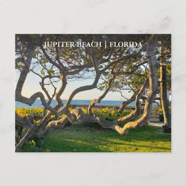 Carte postale Jupiter Florida Grappes océaniques e (Devant)